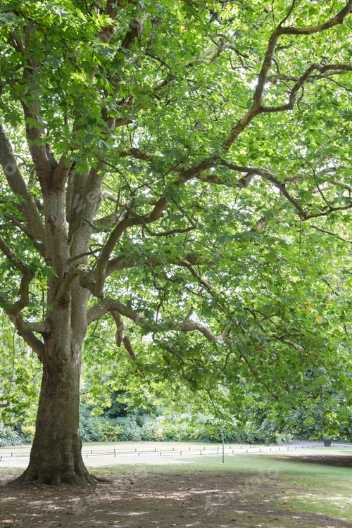 Preview: Tree In St Stephens Green Park, Dublin; Ireland