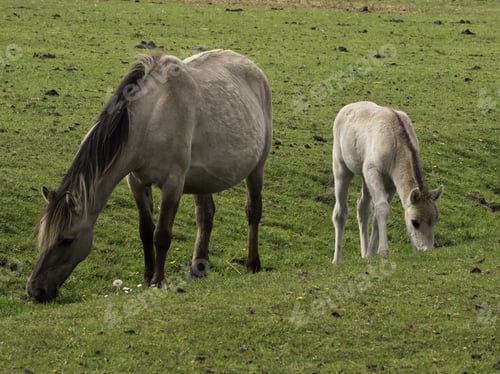 Preview: Wild Horses