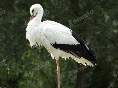Preview: Many Storks