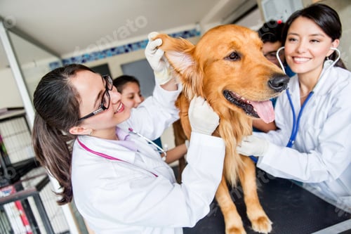 Preview: Dog With A Group Of Doctors At The Vet