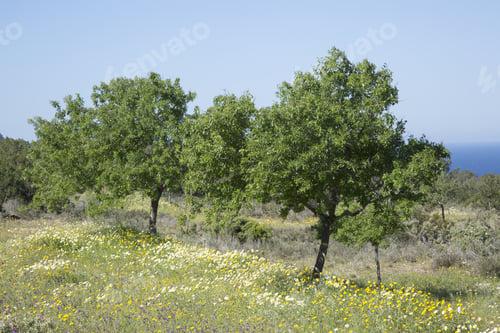 Preview: Tree In Meadow Near Hort Cove, Ibiza, Spain