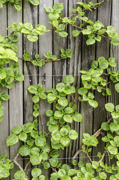 Preview: Climbing Hydrangea (Binomial Name: Hydrangea Anomala Ssp. Petiolaris 'Mirranda'), With Raindrops