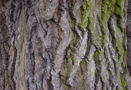 Vorschau: Nahaufnahme eines Baumes