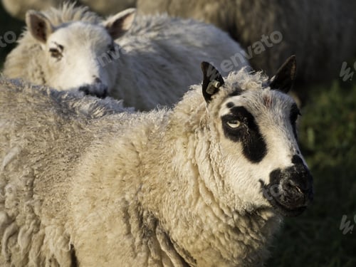 Preview: Sheeps On A German Meadow