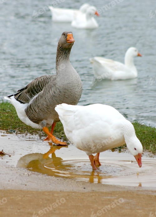 Preview: Couple Of Swans