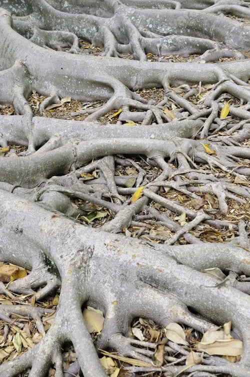 Preview: Extensive Roots Of Moreton Bay Fig (Botanical Name: Ficus Macrophylla), A Large Banyan Tree Of