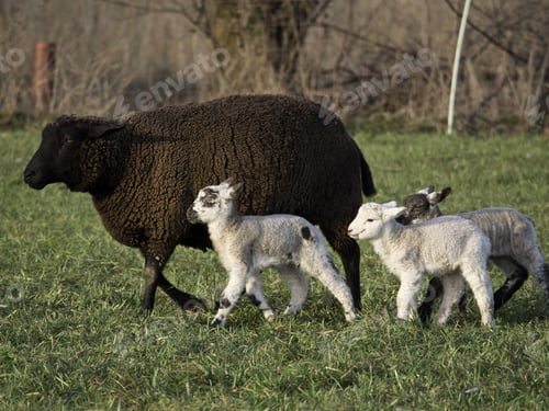 Preview: Sheeps On A German Meadow