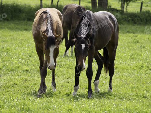 Preview: Horses On A Meadow
