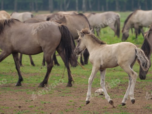Preview: Wild Horses In Germany