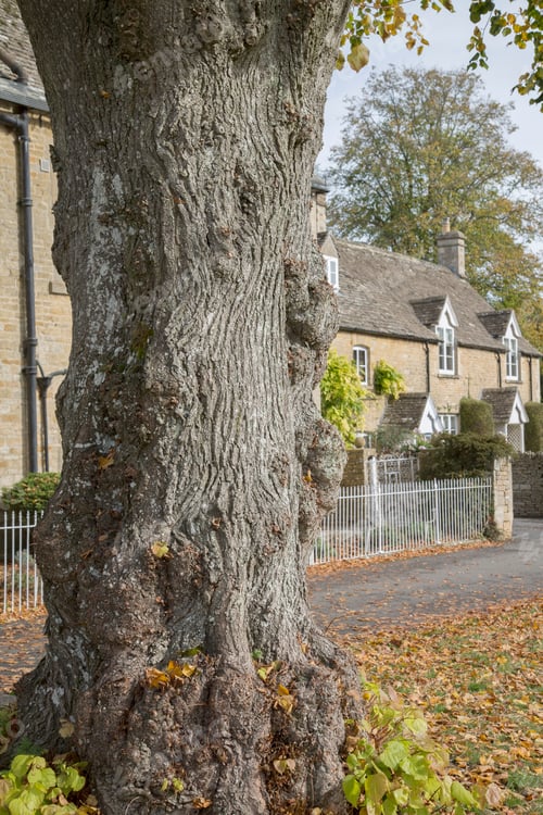Preview: Tree Trunk; Lower Slaughter Village; Cheltenham; England; Uk