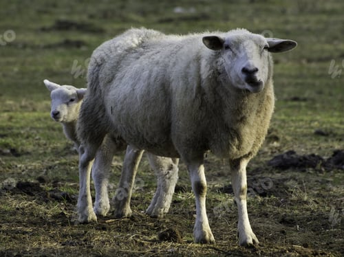 Preview: Sheep