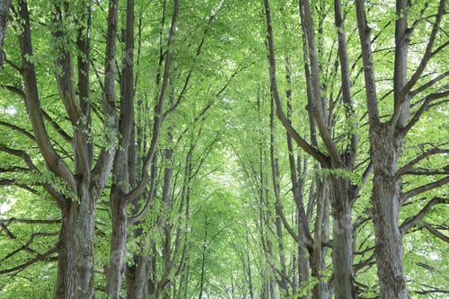 Preview: Slottstradgardens Park, Malmo; Sweden