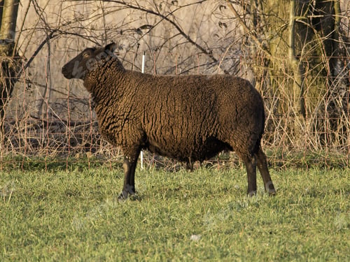 Preview: Sheeps On A German Meadow