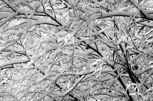 Preview: Tree Branches After Snowfall