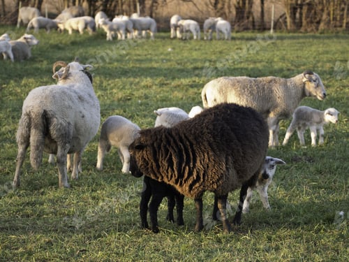 Preview: Sheep