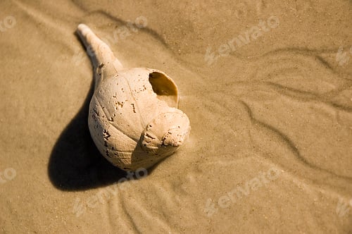 Preview: Close-Up Of A Seashell On Sand