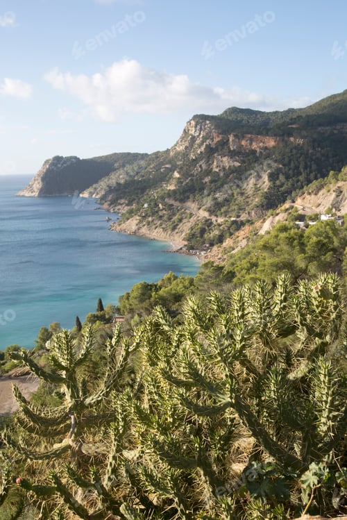 Preview: Cactus Plant At Es Cubells Cove, Ibiza, Spain