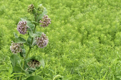 Preview: Common Milkweed (Botanical Name: Asclepias Syriaca), Also Known As Butterfly Flower And Silkweed