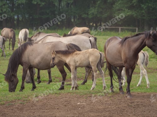 Preview: Wilh Horses In Germany