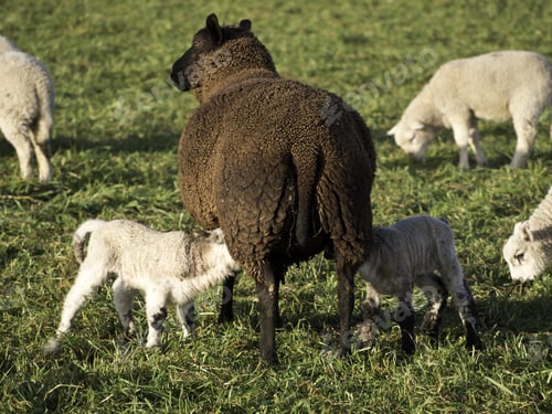 Preview: Sheeps