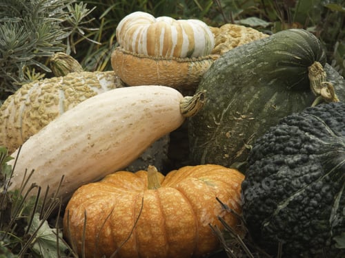 Preview: Pumpkins