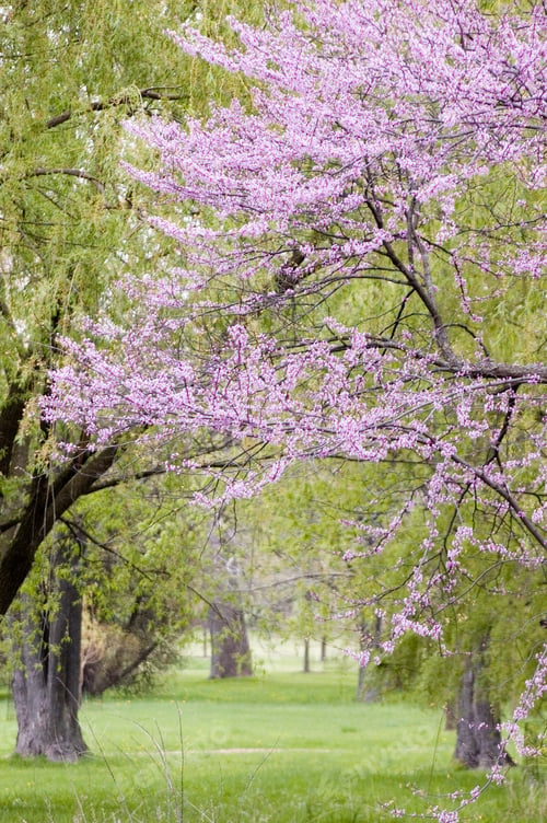 Preview: Spring Blossoms