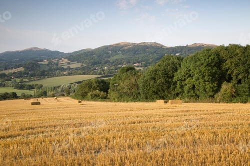 Preview: Corn Field In Malvern Hills, England; Uk