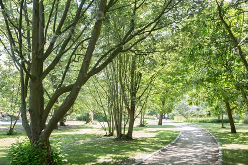 Preview: Footpath In Botanical Garden; Copenhagen; Denmark