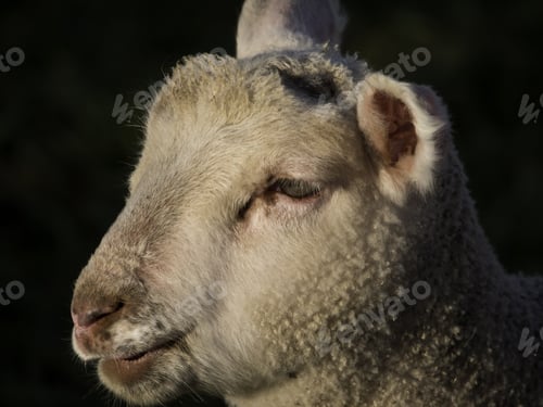 Preview: Sheep In Germany