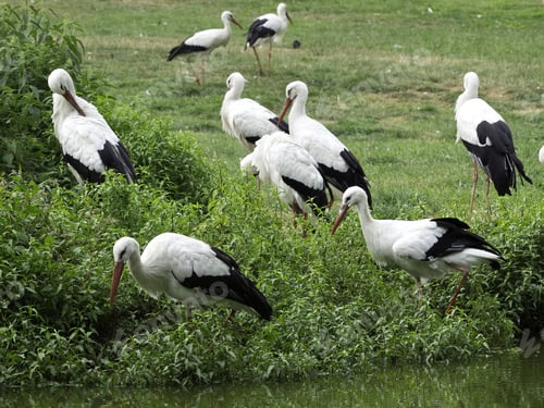 Preview: Many Storks