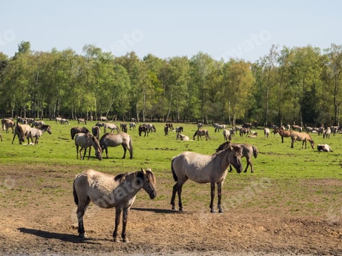 Preview: Wild Horses In Germany
