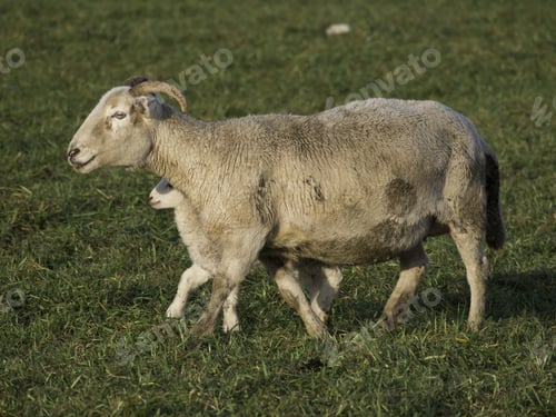 Preview: Sheep
