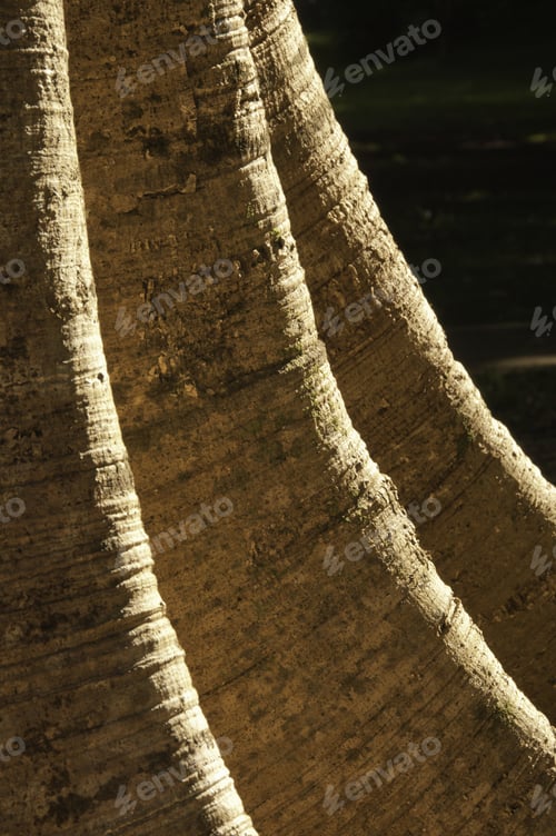 Preview: Detail Of Tree Trunk With Buttress Roots. Scientific Name: Ficus Glabrata - Moraceae (Mulberry