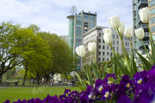 Preview: Urban Garden.
