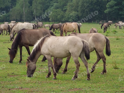 Preview: Wild Horses In Germany