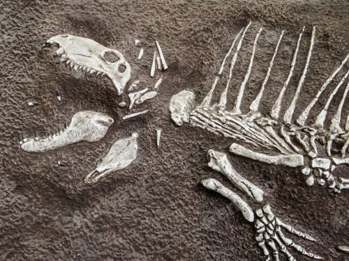 Preview: Fragmentary Fossil Of Pelycosaur, A Mammal-Like Reptile Sometimes Called A Sail Reptile Or Synapsid