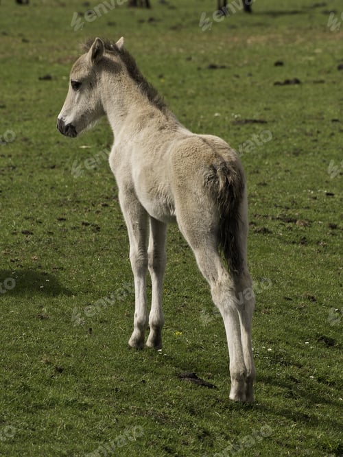Preview: Horses