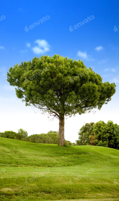 Preview: Beautiful Outdoor Landscape In The Countryside On A Sunny Day - Vertical