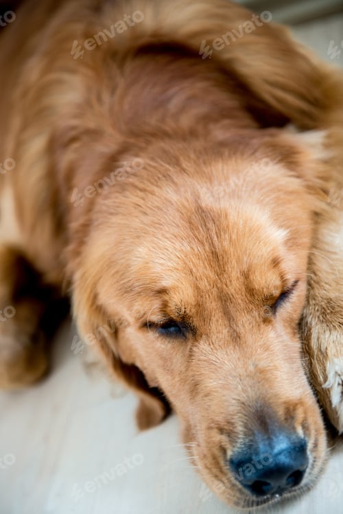 Preview: Very Tired Dog Sleeping And Looking Sad