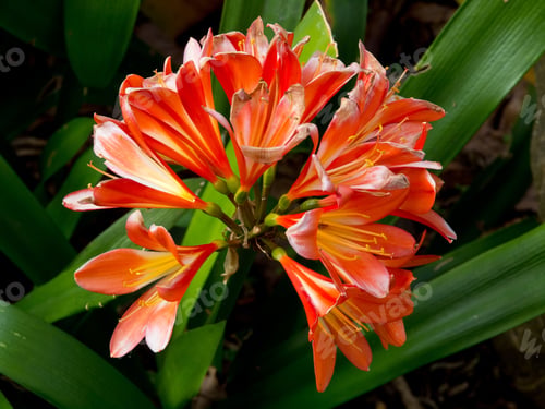 Preview: Funchal And Madeira