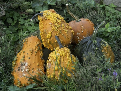 Preview: Pumpkins