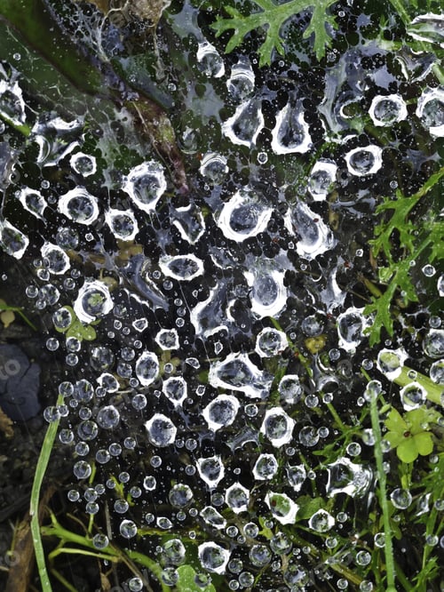 Preview: Nature Abstract: Raindrops On Spider Web