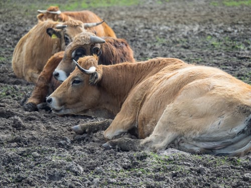 Preview: Spring Time In The German Muensterland
