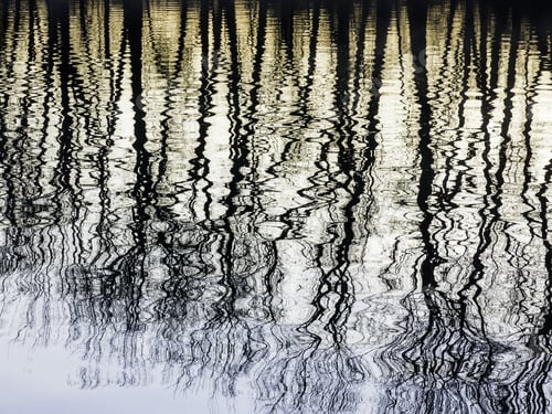 Aperçu: Magical Moment At Dawn: Silhouettes Of A Row Of Bare Trees Reflected Along The Galien River, April