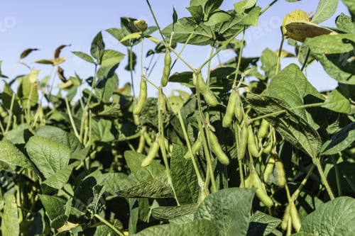 Preview: Soybeans In Farm Field, Early September In Illinois
