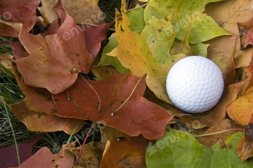 Preview: Golf Ball Among Fallen Maple Leaves (Close-Up)