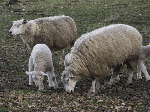 Preview: Sheeps