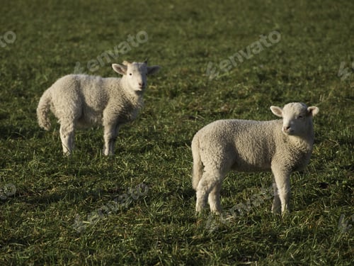 Preview: Sheep In Germany