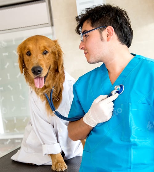 Preview: Cute Dog As A Vet Checking A Patient Heart