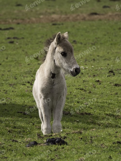 Preview: Wild Foal